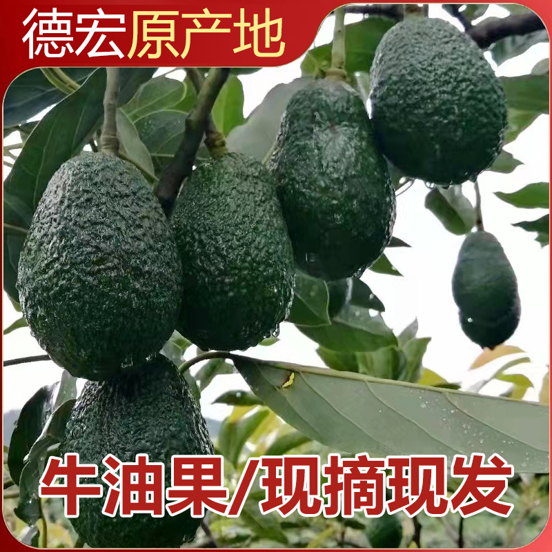 云南牛油果一件代发
