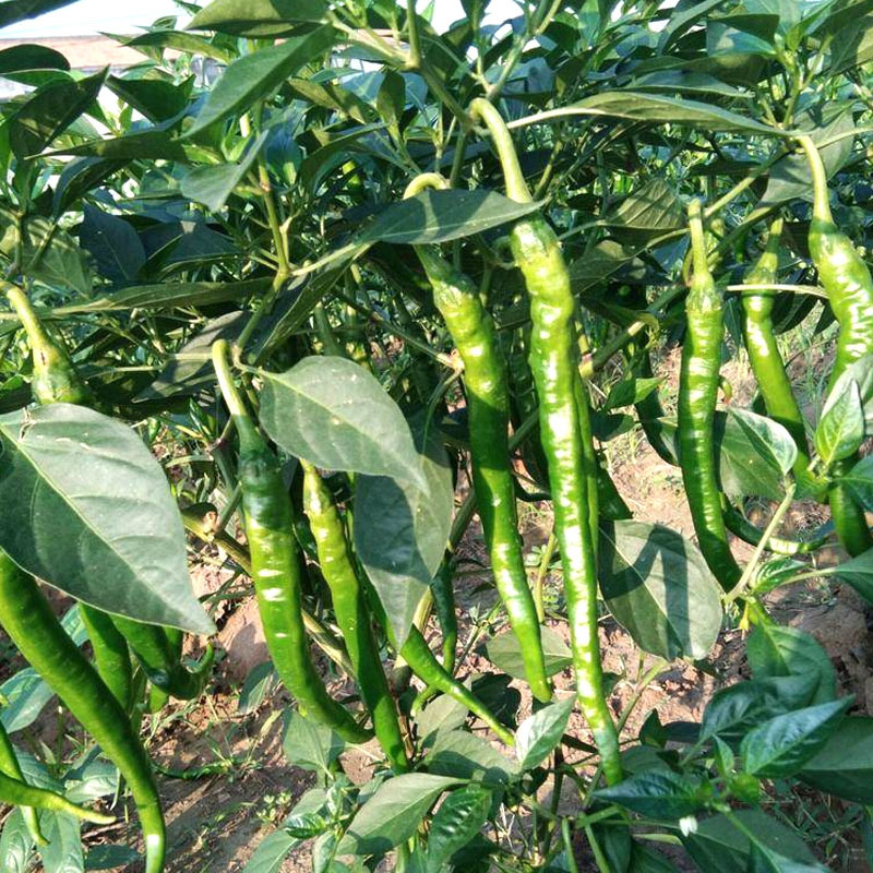 华星甜椒8号线椒种子果长25厘米可鲜食大棚露地兼用
