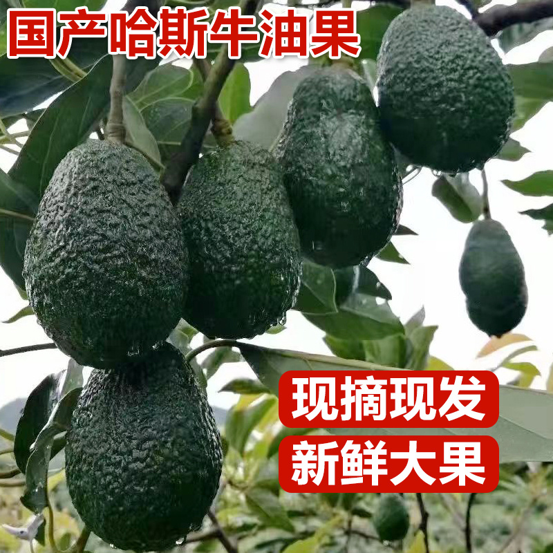 云南牛油果一件代发