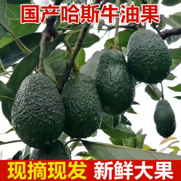 云南牛油果一件代发