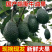 云南牛油果一件代发