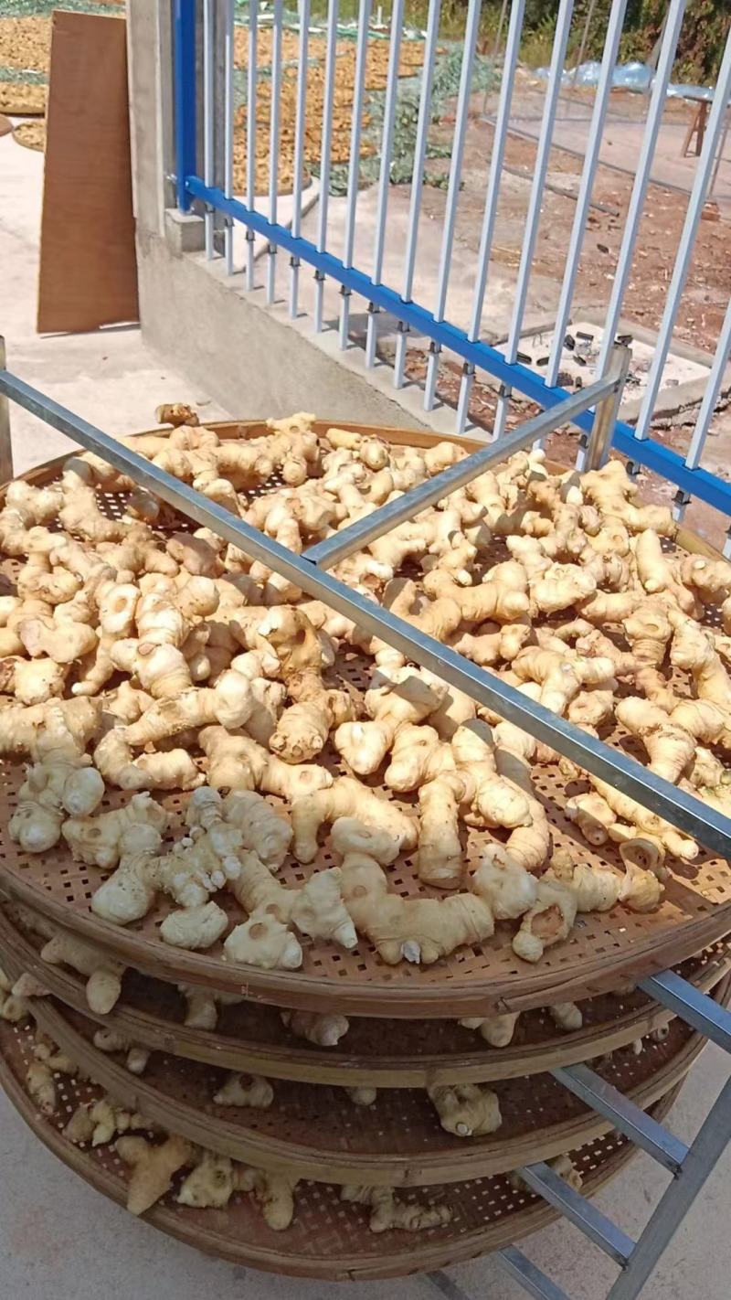 多花姜形甜黄精鲜货干货接受预定量大从优对接市场