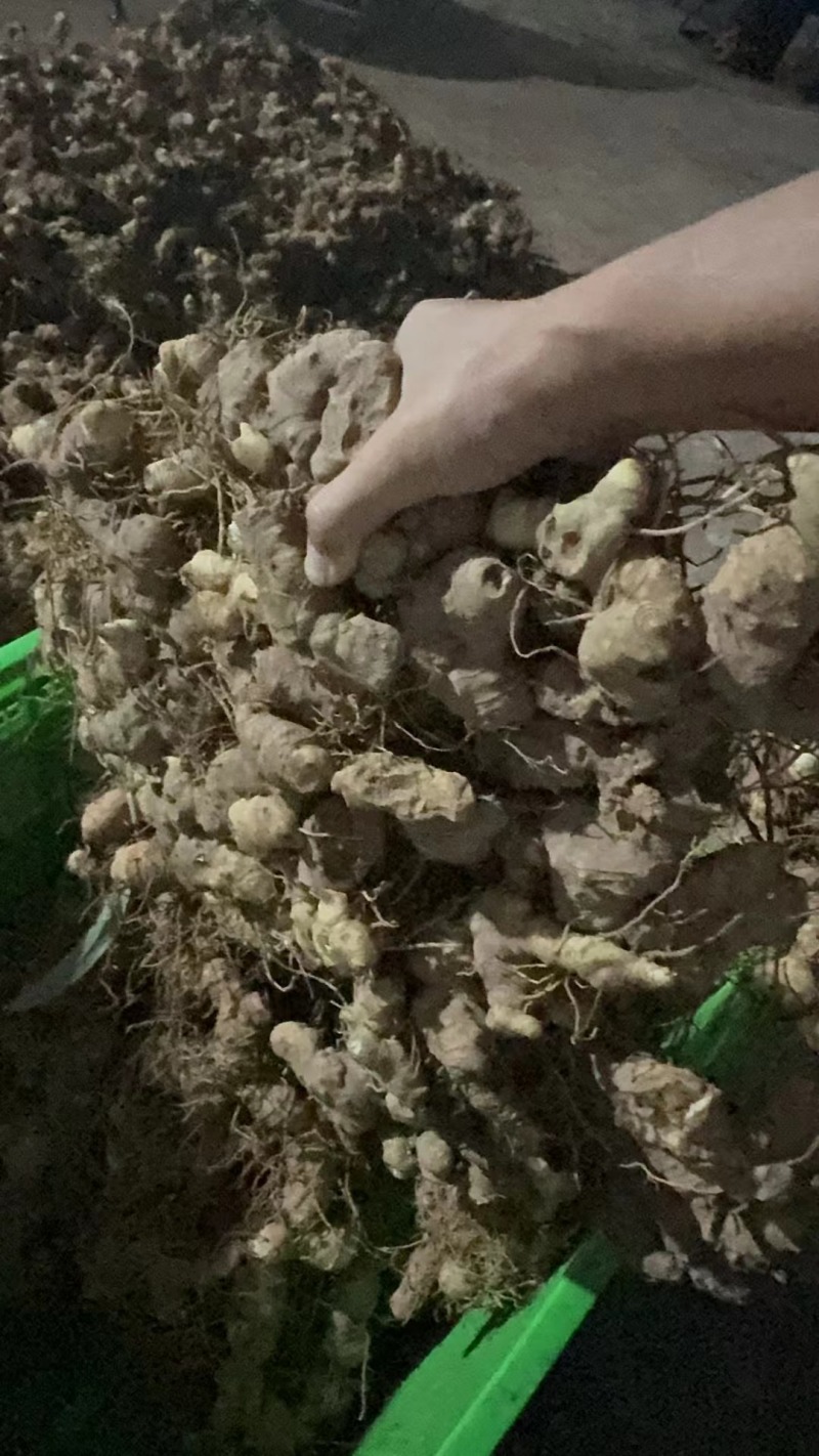 多花姜形甜黄精鲜货干货接受预定量大从优对接市场