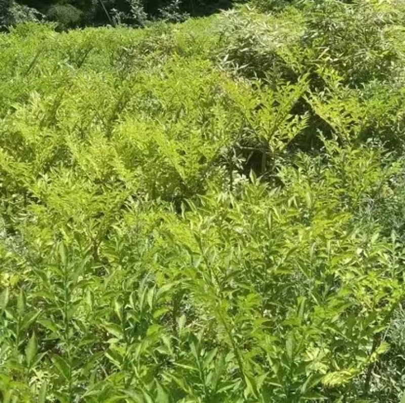 【商品魔芋】贵州魔芋自家种植面积大大小规格都有按要求分拣
