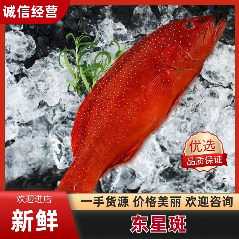 江苏东星斑水产批发江苏产地直发一手货源质优价廉