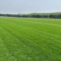 河北鑫硕农场供应山东地区冷季型四季青混播草坪草皮