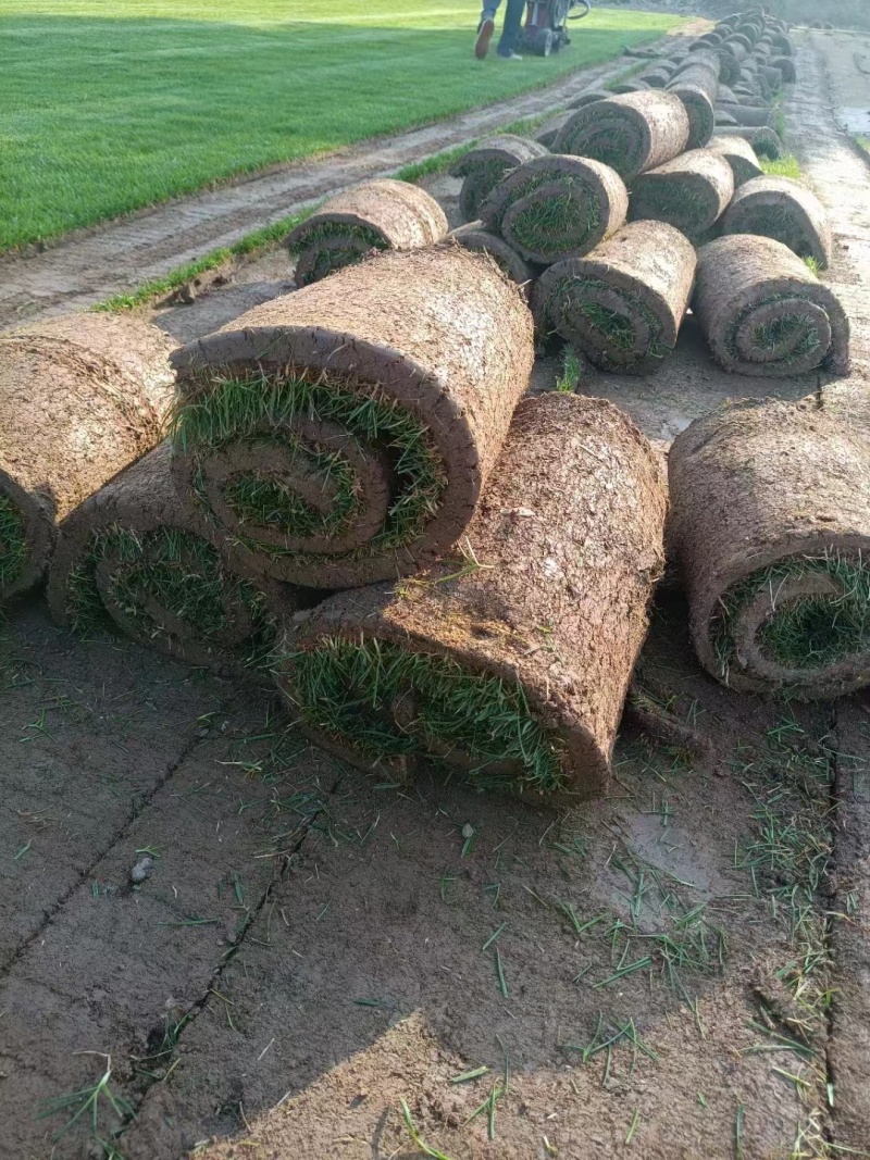 河北鑫硕农场供应山东地区冷季型四季青混播草坪草皮