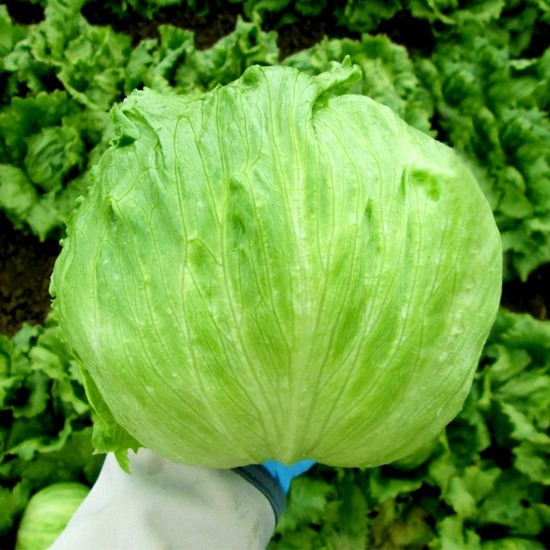 结球生菜种子状元翡翠球形生菜种子中早熟耐热耐抽苔
