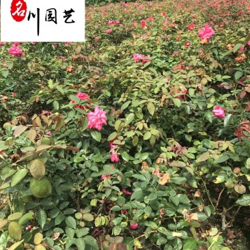 丰花月季杯苗批发郫县丰花月季量大价低四季开花现挖现卖