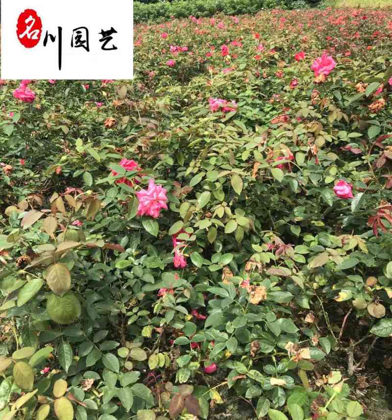丰花月季杯苗批发郫县丰花月季量大价低四季开花现挖现卖