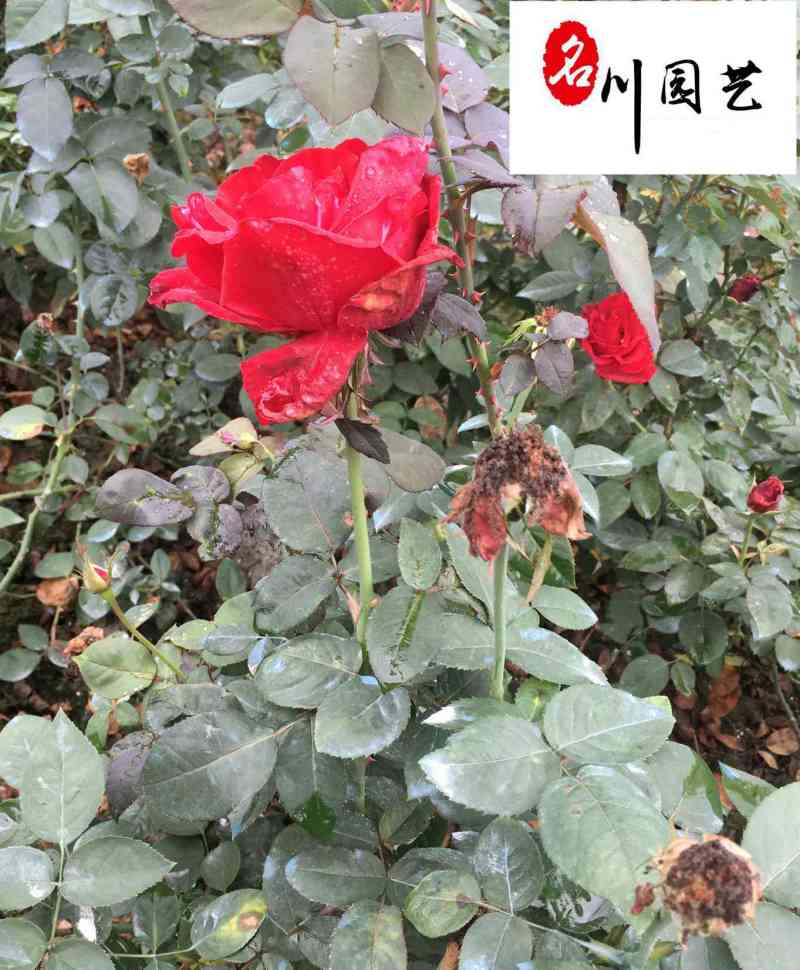 丰花月季杯苗批发郫县丰花月季量大价低四季开花现挖现卖