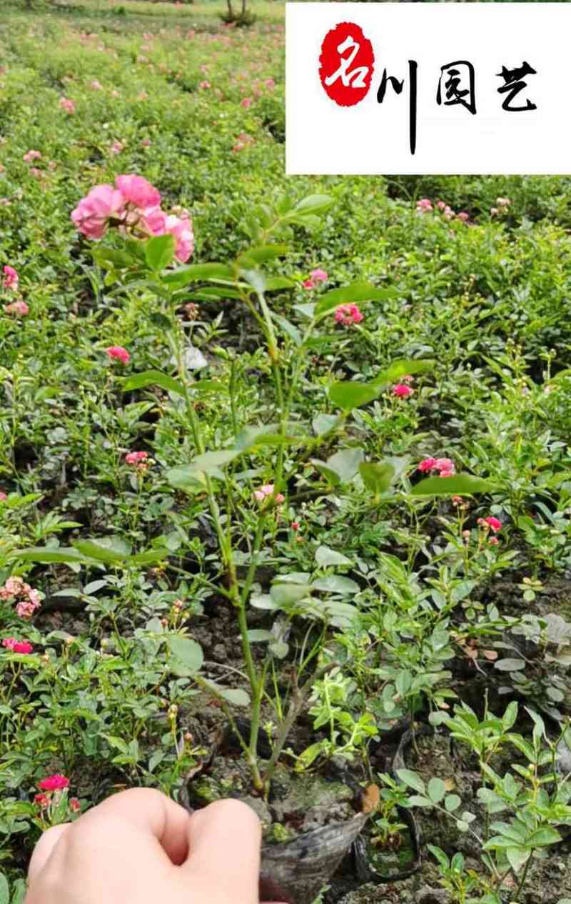 丰花月季杯苗批发郫县丰花月季量大价低四季开花现挖现卖