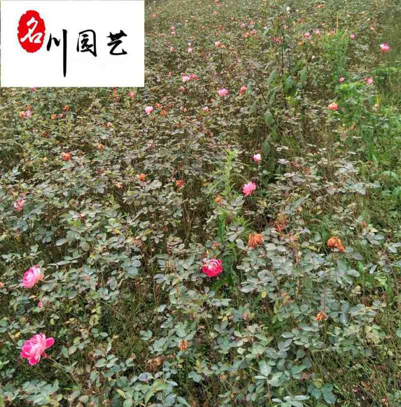 丰花月季杯苗批发郫县丰花月季量大价低四季开花现挖现卖