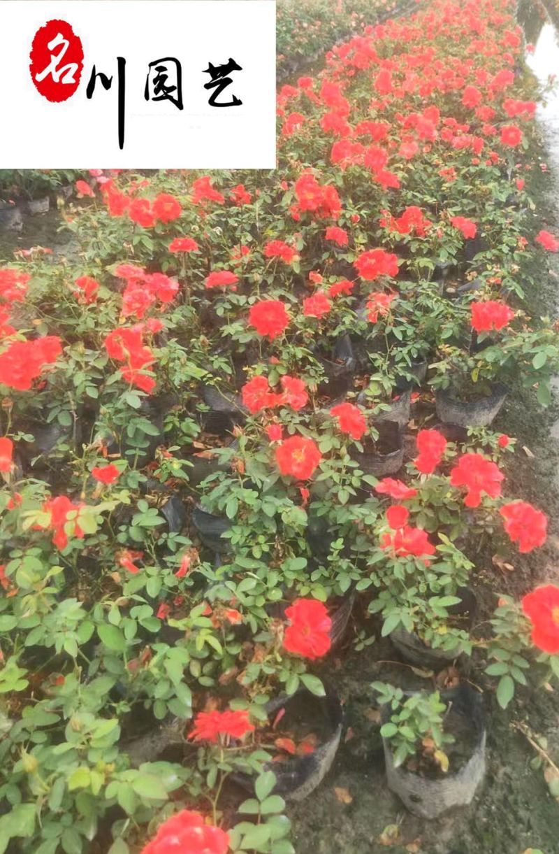 丰花月季杯苗批发郫县丰花月季量大价低四季开花现挖现卖