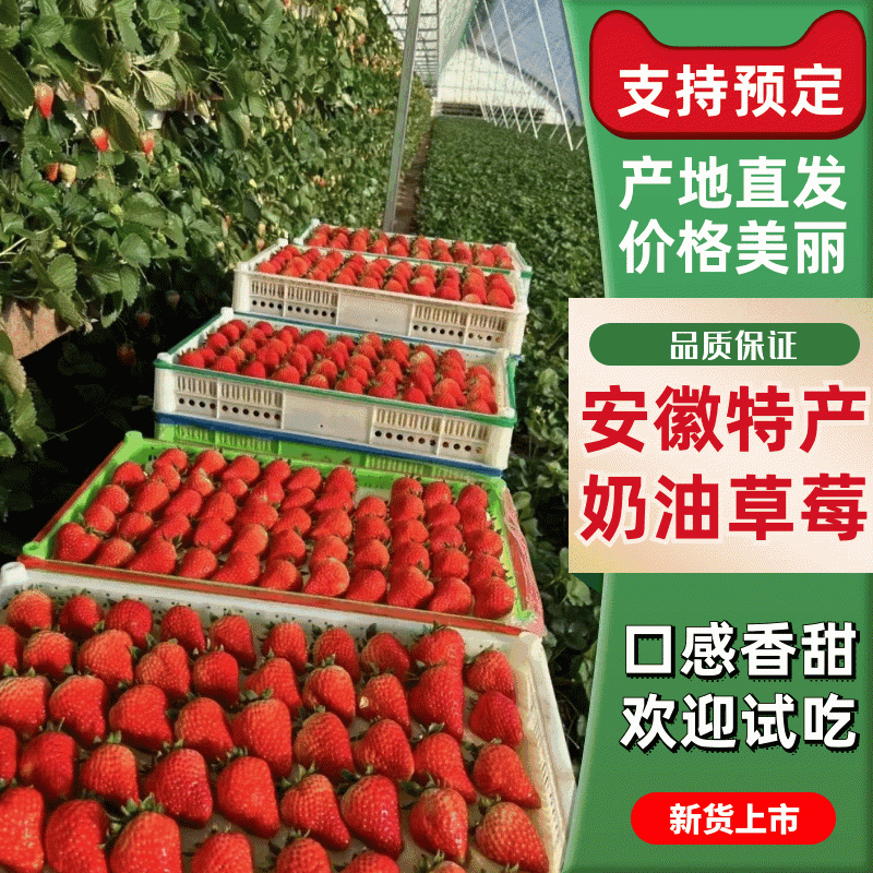 【优质货源】红颜草莓甜美多汁饱满鲜红欢迎全国各地老板联系