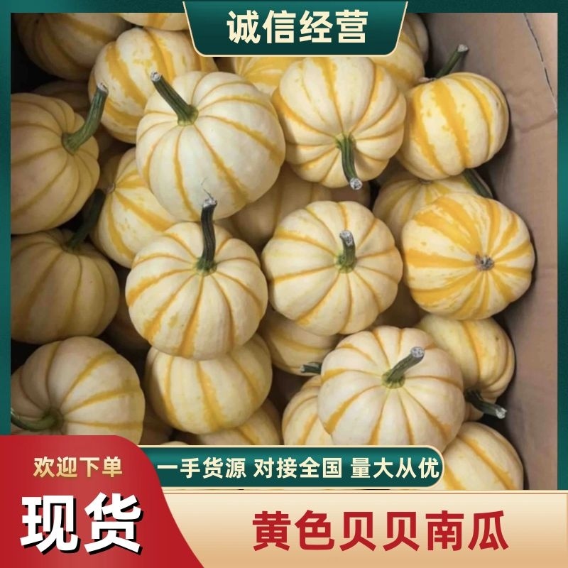 黄色贝贝橘瓜桔瓜南瓜产地直发量大优惠品质保证