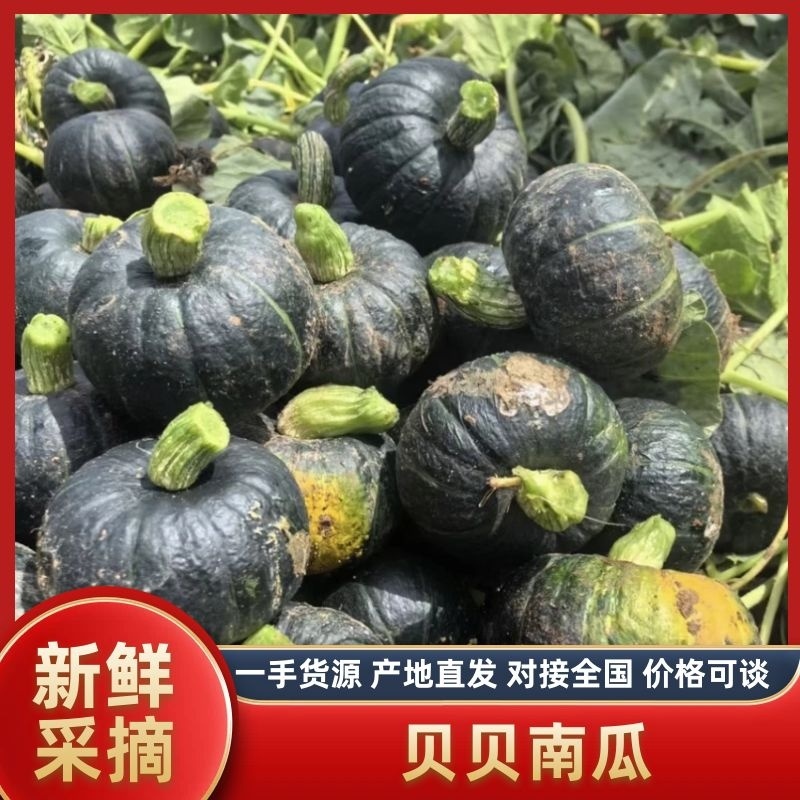 贝贝南瓜麻籽粉糯香甜量大优惠产地直发全年供货