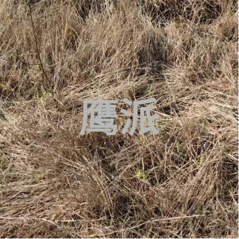 敌草快上午打草下午枯萎