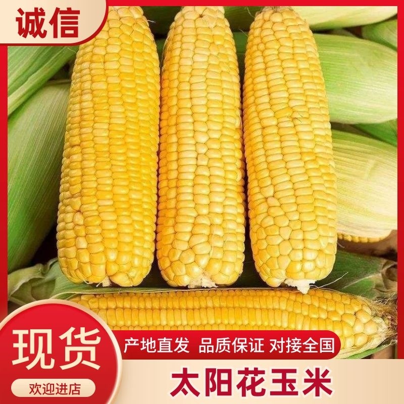 云南保山甜脆玉米甜玉米太阳花玉米爆浆玉米电商社区团购商超