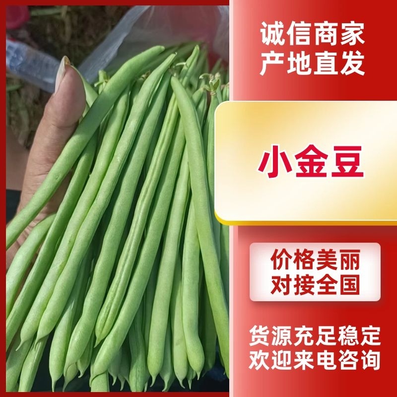 云南精品小金豆四季豆一件代发社区团购地头一手货源不限量