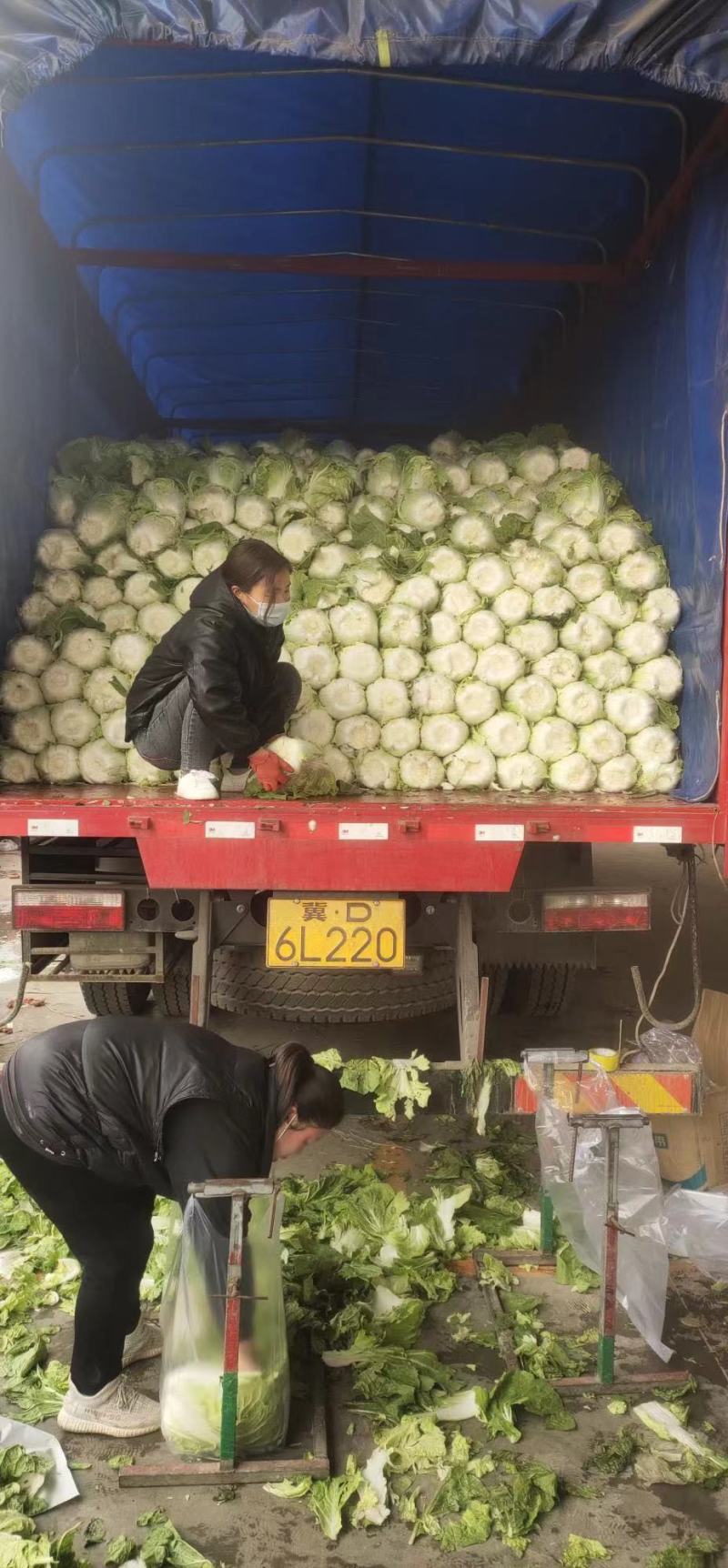 河北黄心白菜万亩产地规格齐全无虫眼，无花边无烧心