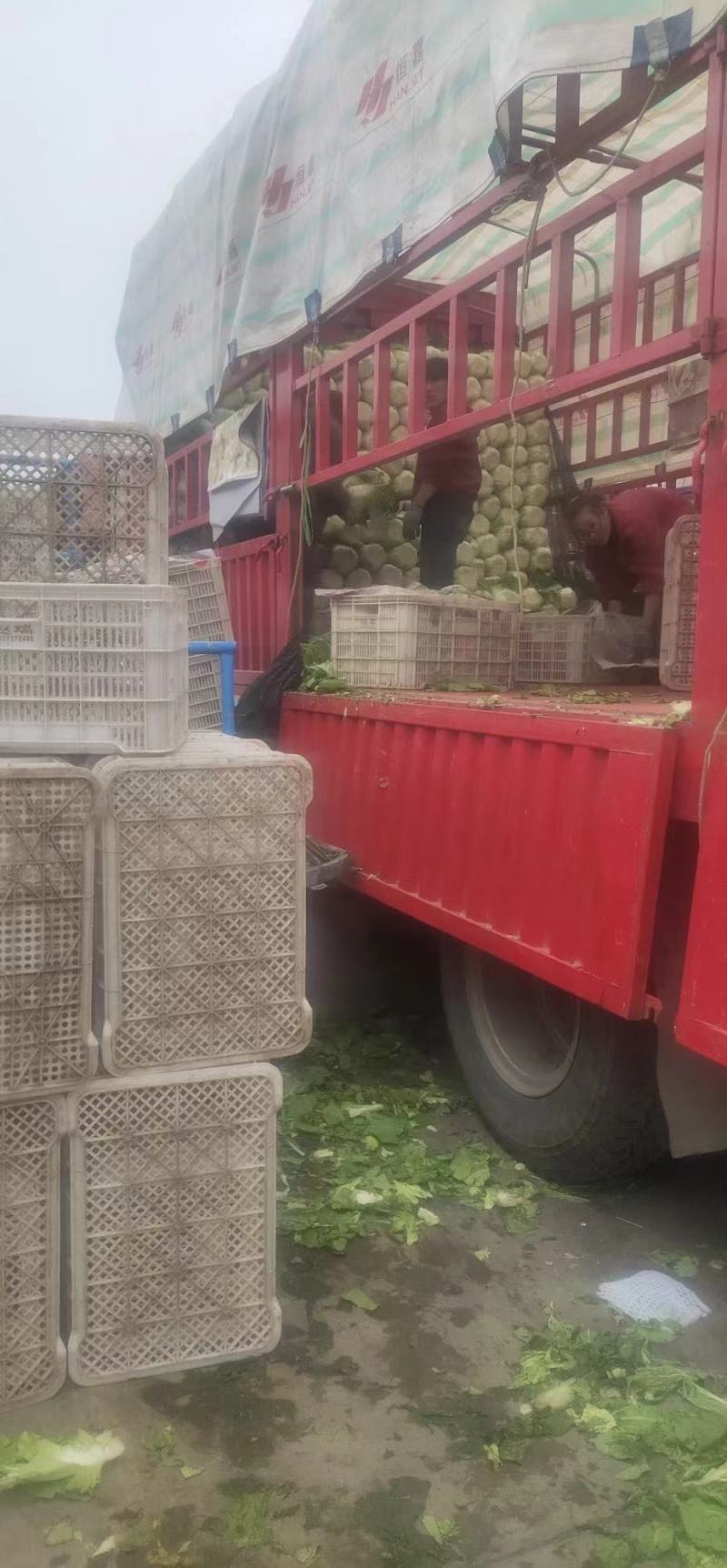 河北黄心白菜万亩产地规格齐全无虫眼，无花边无烧心