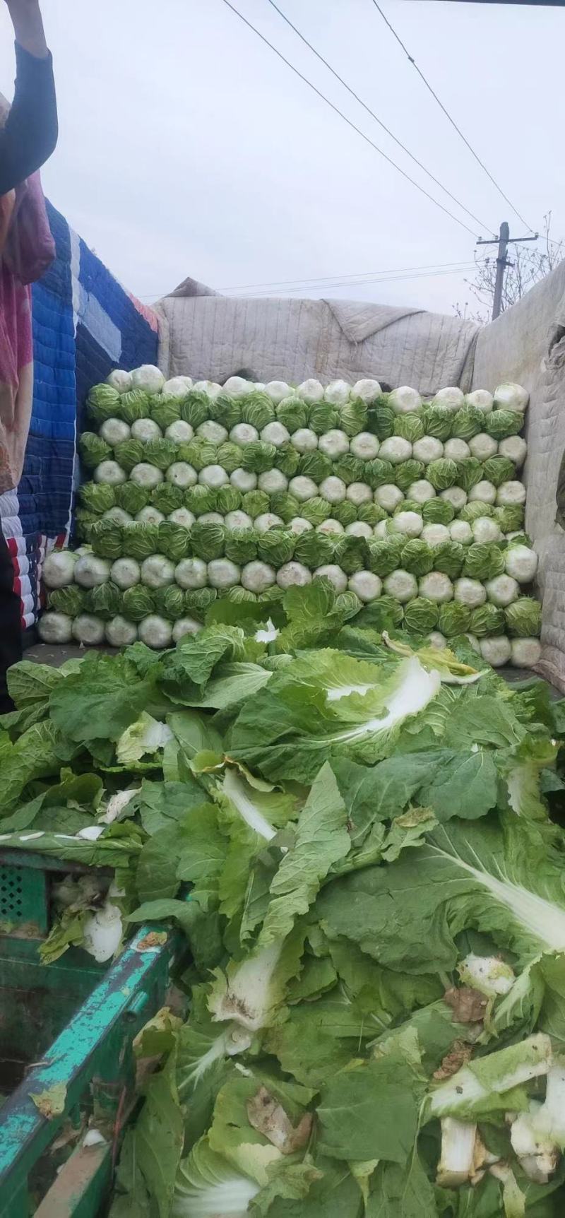 河北黄心白菜万亩产地规格齐全无虫眼，无花边无烧心