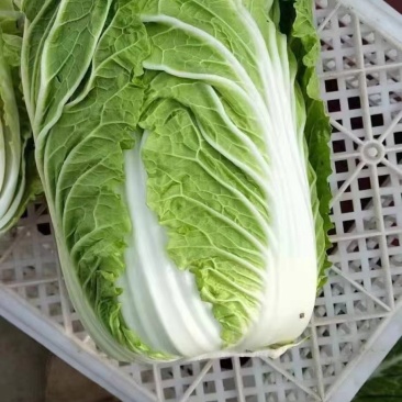 河北黄心白菜万亩产地规格齐全无虫眼,无花边无烧心