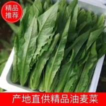 河北精品油麦菜万亩产地货源充足常年提供品质保证