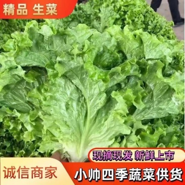 河北本地精品生菜大量上市产地直发质量保证欢迎致电