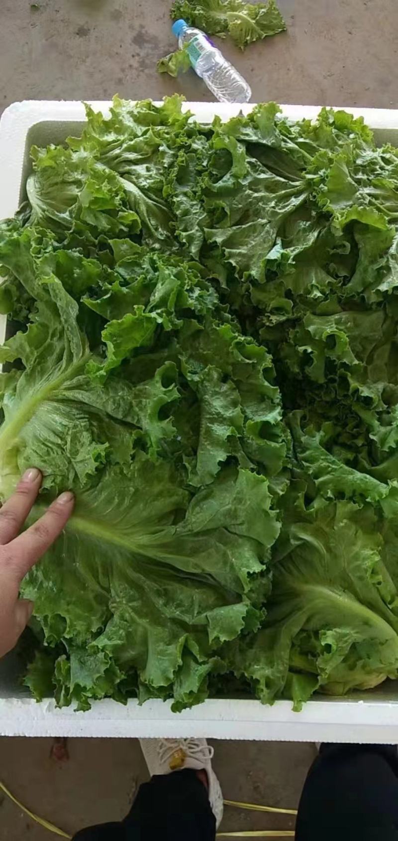 河北本地精品生菜大量上市产地直发质量保证欢迎致电