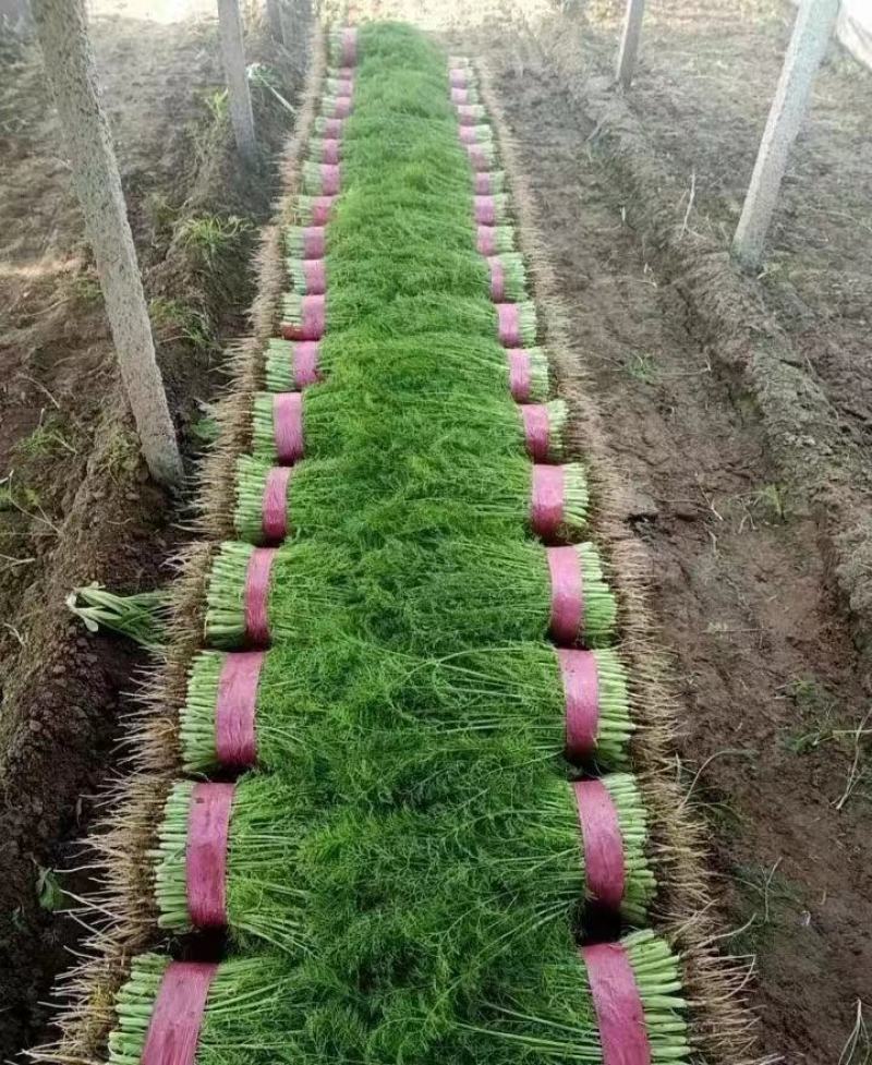 河北精品茴香小茴香品好质高基地直发欢迎致电咨询