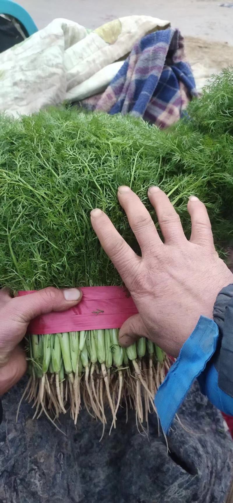 河北精品茴香小茴香品好质高基地直发欢迎致电咨询