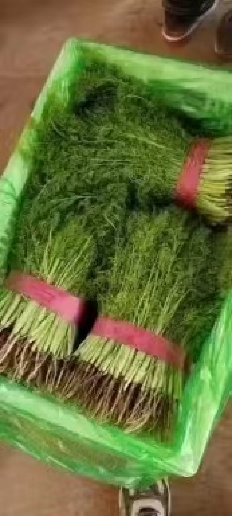 河北精品茴香小茴香品好质高基地直发欢迎致电咨询