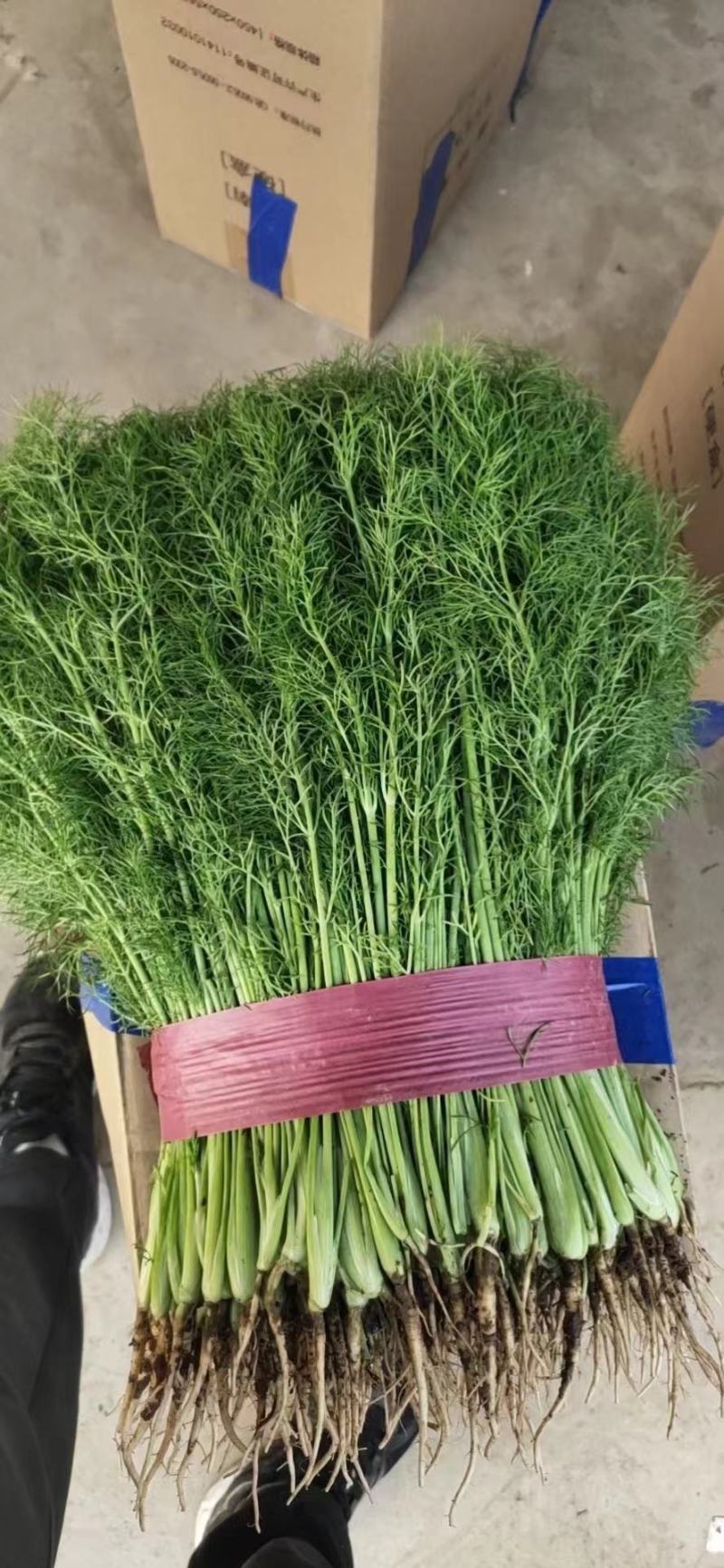 河北精品茴香小茴香品好质高基地直发欢迎致电咨询