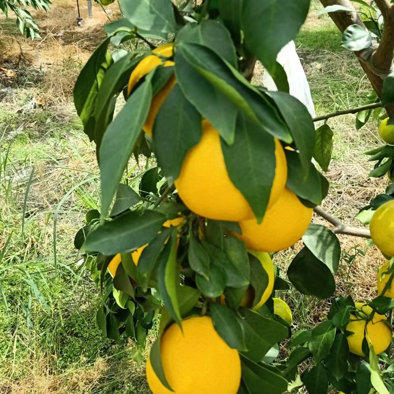 赣南脐橙