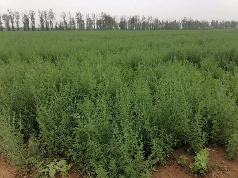 荆芥穗量大发货对接中药材市场原材料产地来电咨询