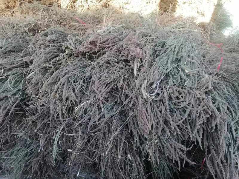 荆芥穗量大发货对接中药材市场原材料产地来电咨询