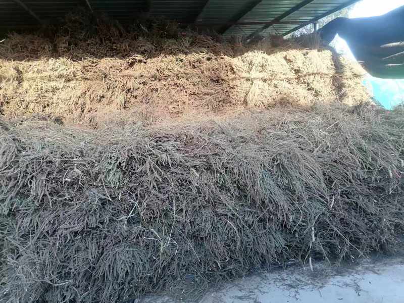 荆芥穗量大发货对接中药材市场原材料产地来电咨询