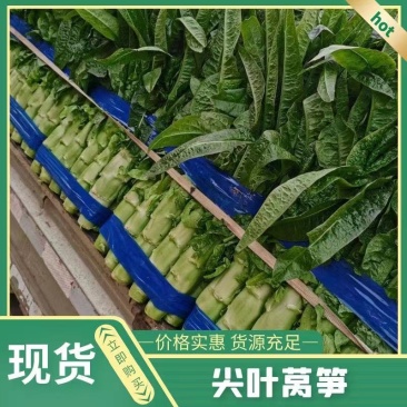 山东尖叶莴苣青皮青肉一手货源基地直发质量保障诚信经营