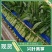 山东尖叶莴苣青皮青肉一手货源基地直发质量保障诚信经营