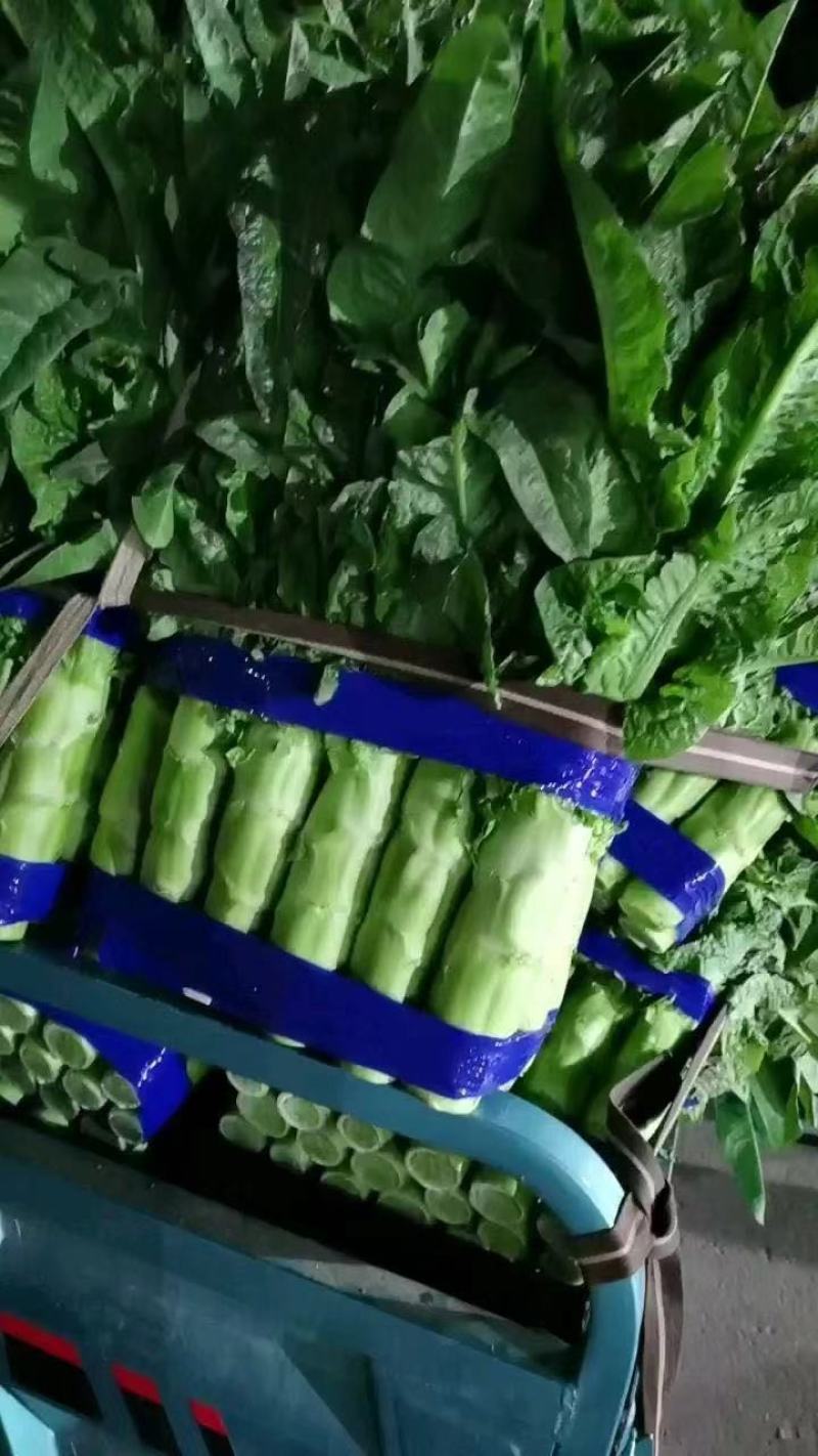 山东尖叶莴苣青皮青肉一手货源基地直发质量保障诚信经营