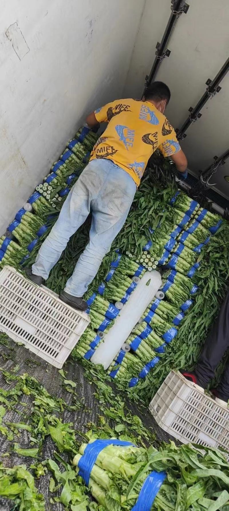 山东尖叶莴苣青皮青肉一手货源基地直发质量保障诚信经营