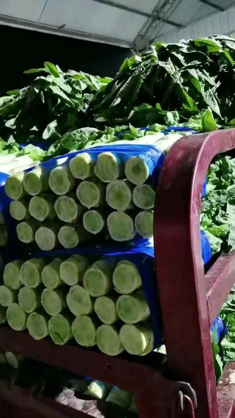 山东尖叶莴苣青皮青肉一手货源基地直发质量保障诚信经营