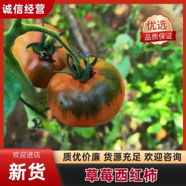 草莓西红柿，精品西红柿大量上市，品质放心欢迎来电咨询