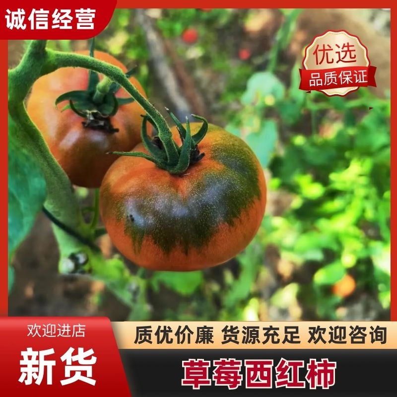 草莓西红柿，精品西红柿大量上市，品质放心欢迎来电咨询