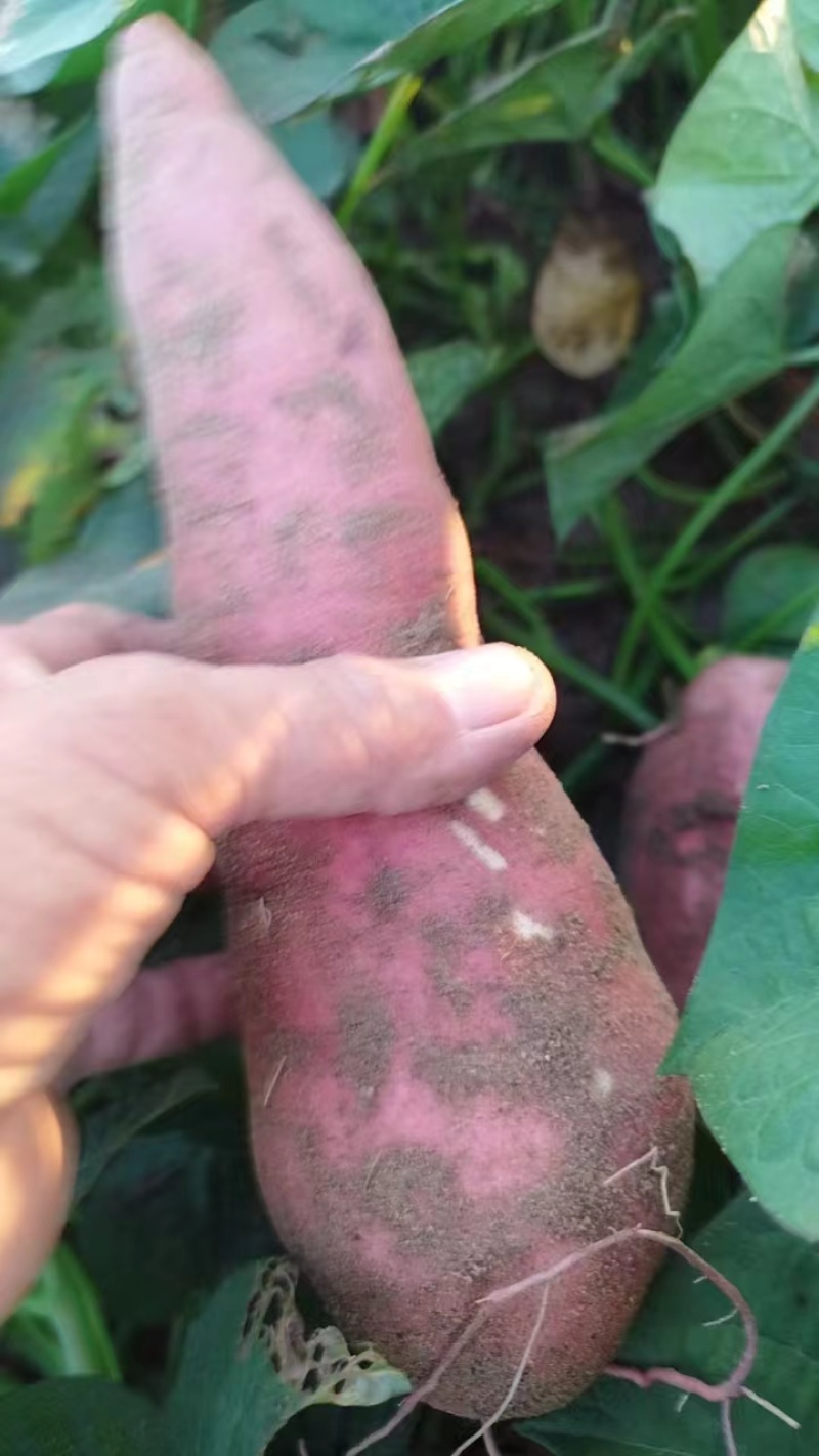 正宗黄金蜜薯软糯香甜无丝糖心高端蜜薯产地实销