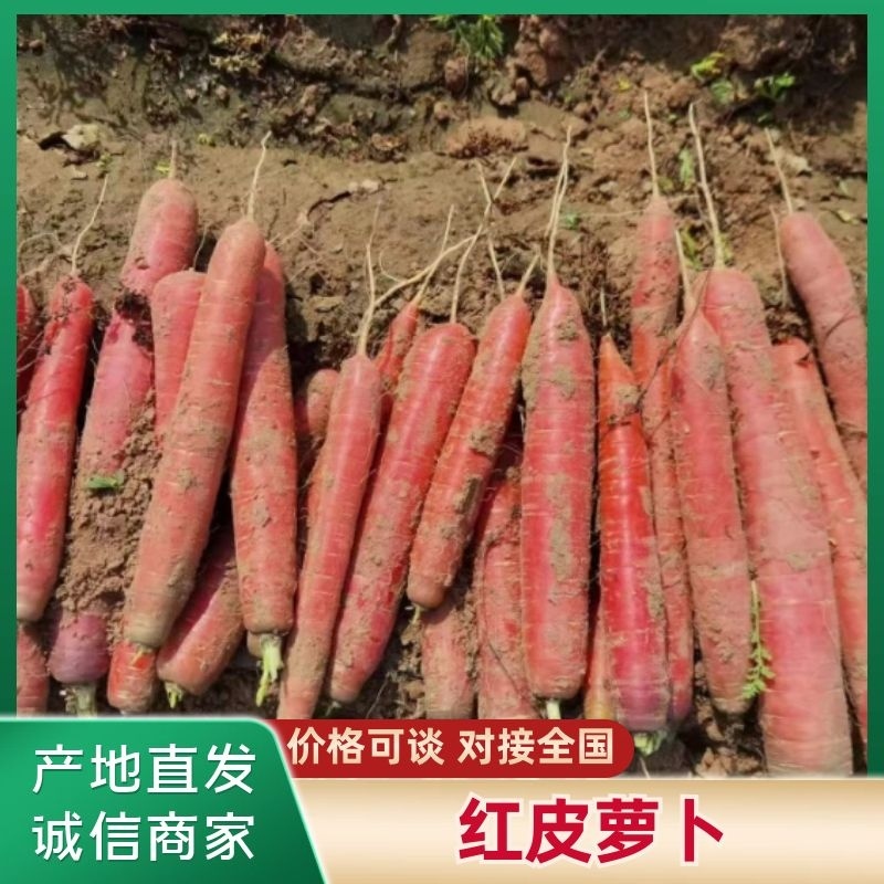 秤杆红萝卜，大荔秤杆红萝卜，量大价优，一手货源