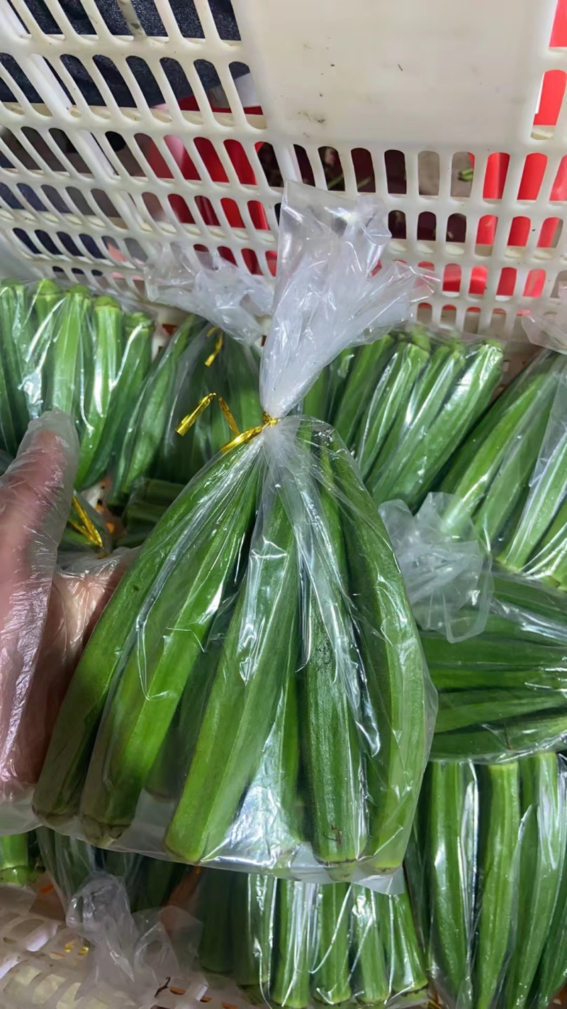 福建精品黄秋葵水果秋葵大量上市品质保障欢迎来电