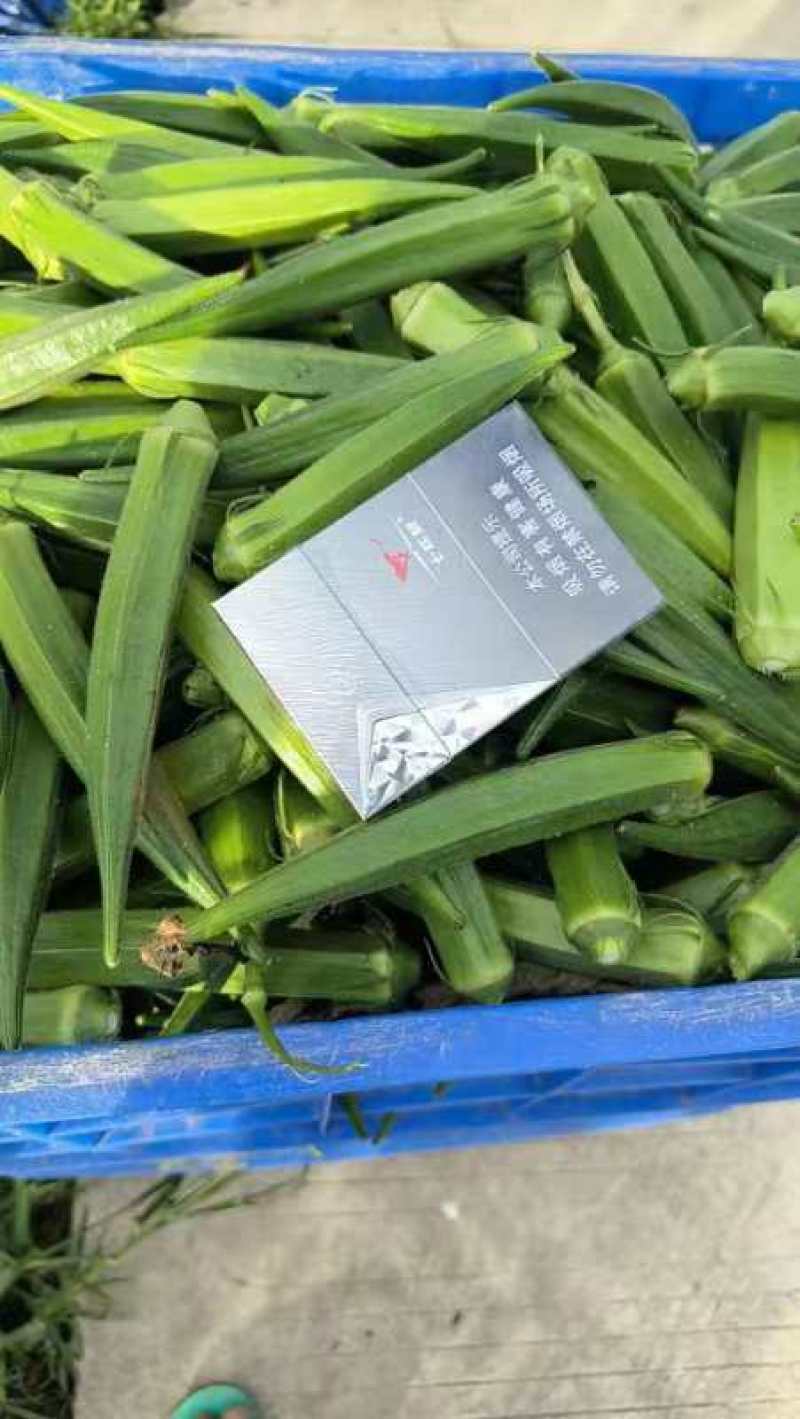 福建精品黄秋葵水果秋葵大量上市品质保障欢迎来电